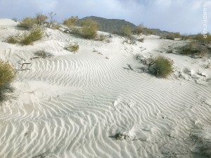 Gypsum crystals from drying mudflats are blown into dunes patterned with sinuous ripples along the eastern margin of the Great Salt Lake Desert. Gypsum—an evaporite mineral that is soluble in water—is an uncommon constituent of sand. Knolls Dunes, Tooele County, Utah. Photo by Andy Cvar.
