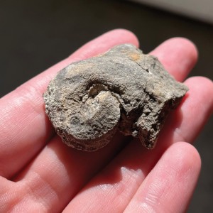 Very pronounced fossil gastropod shell about 2 inches in size.