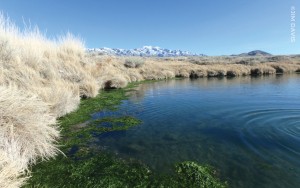Horseshoe Springs, Skull Valley, Tooele County Photo by Jim Davis. Warm, brackish groundwater issues from the Skull Valley faults at the western foot of the Stansbury Mountains to produce Horseshoe Springs—two springs that join to create a horseshoe shape.