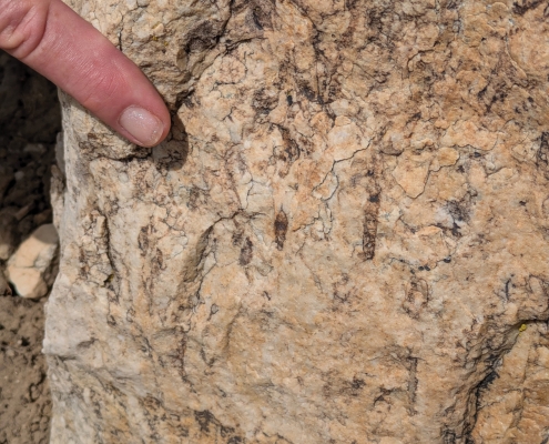 A red rock with small black fossils smaller than a finger.