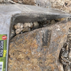 Fossil cephalopod shell fragments in a rock hammer-sized sample.