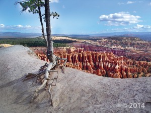 Bryce Canyon National Park owes its existence to high rates of erosion by the Paria River and its tributaries, in combination with the alternating resistant and soft, jointed and fractured layers of the Tertiary-age Claron Formation. The park is adorned with a fantastic variety of hoodoos and sculpted fins eroded into the rapidly retreating Paunsaugunt Plateau escarpment. Bryce Canyon National Park, Garfield County, Utah Photographer: Bob Biek; © 2014