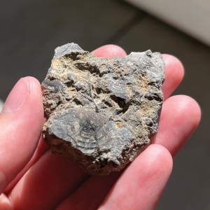 Fragmented trilobite fossil about 2 inches across in size.