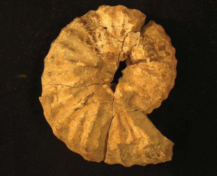 Glad You Asked What should you do if you find a fossil? Utah