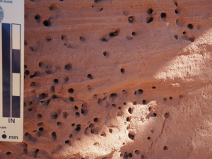 Bee tunnels in sandstone.