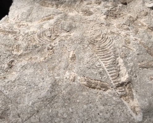 Gray rock with bone-like patterns.