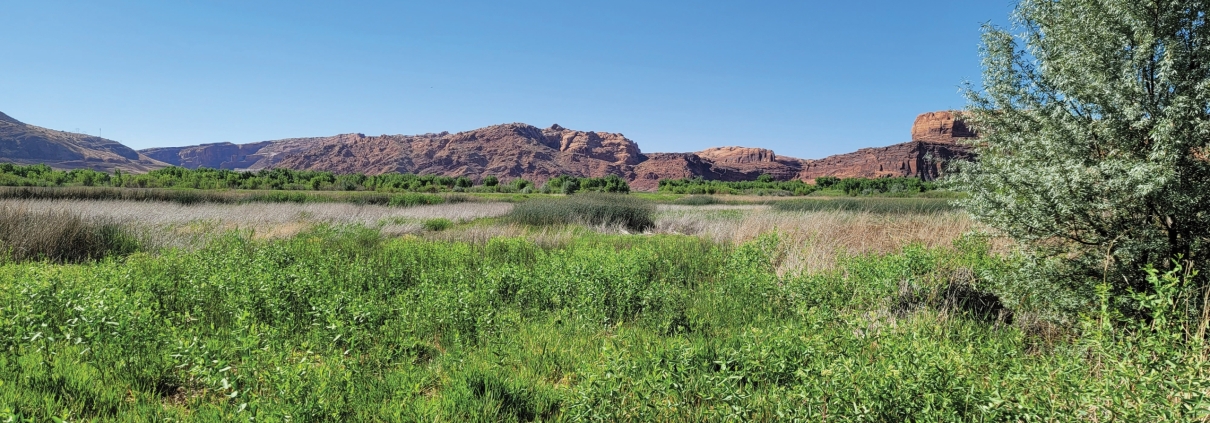 Image of a wetland area surrounded by red rocks.