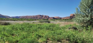 Image of a wetland area surrounded by red rocks.