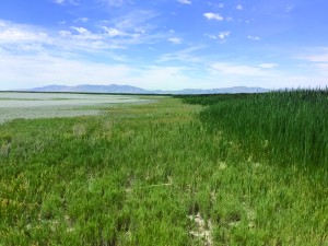 Image of bird refuge, with mountains on the horizon.