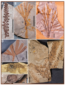 A few of the species from the Jurassic Salad Bar site. A) The reproductive organs of the fern Coniopteris hymenophylloides. B) Partial leaf of the ginkgophyte Sphenobaiera sp. C) Leaf bundles of the ginkgophyte Czekanowskia turneri. D) Partial leaf of the ginkgophyte Ginkgoites sp. E) Partial frond of the fern Coniopteris hymenophylloides. F) Abdominal segments and forewing of the giant water bug-like insect Morrisonnepa jurassica (Lara and others, 2020); abbreviation se = abdominal segment. G) Conchostracans, often called clam shrimp. All scale bars = 1 cm. Photos by Tom Howells, Utah Field House of Natural History State Park Museum.