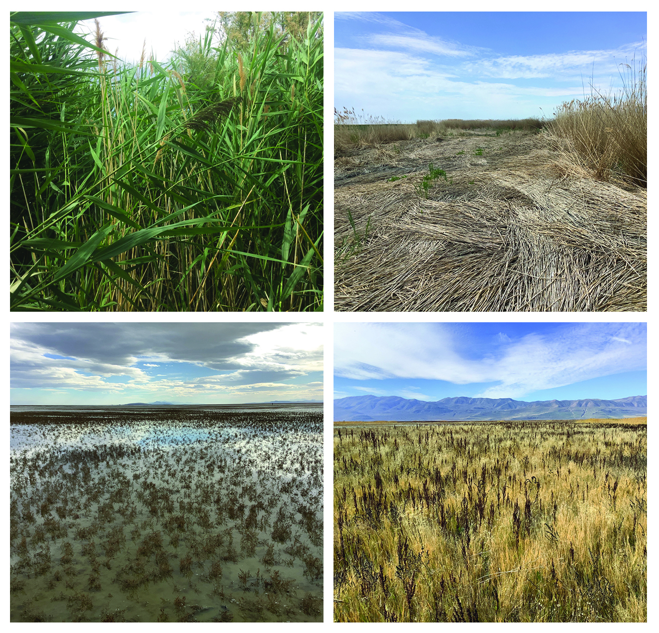 Examples of typical vegetation communities (from left to right). Dense phragmites, treated phragmites, shoreline which included shallow water, barren playas, and sparse pickleweed (Salicornia spp.), and other vegetation which included all native marsh and meadow vegetation. Four images, bright green long plants, dry and flattened long plants, flooded area with short brown plants, and expansive area of yellow and brown tall plants.