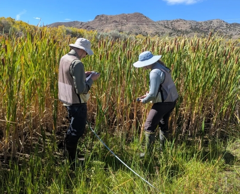 Two scientists study tall green grasses in a marshy field.