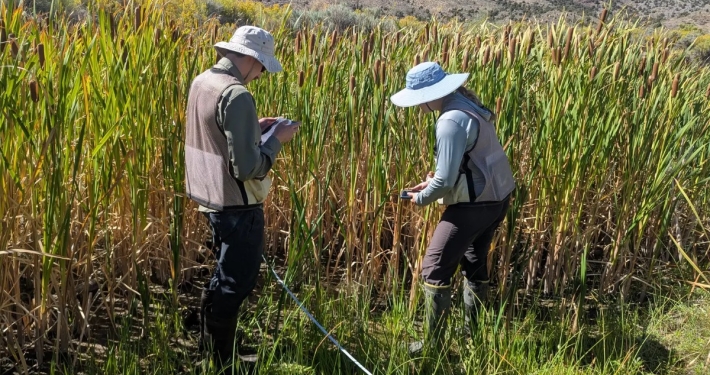Two scientists study tall green grasses in a marshy field.