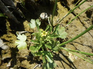 Photo of green plant with yellow flower.