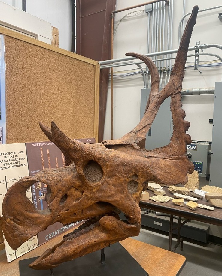 Diabloceratops eatoni cast on display. A large dinosaur skull with many spines.