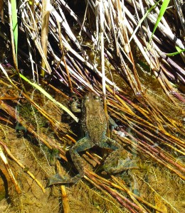 A Columbia spotted frog in wetlands along the Provo River near Woodland, Utah.