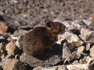 A pika on alpine talus. Photo courtesy of Mike Hylland.