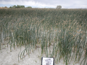 Photo of a sandy region filled with dense hardstem bulrush.