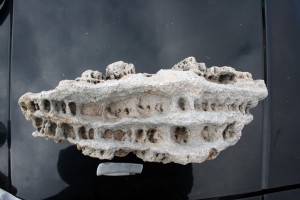 The Honeycombs lace rock is popular with aquarium enthusiasts and as specimen pieces in landscaping.