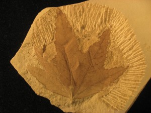 Glad You Asked - Find A Fossil