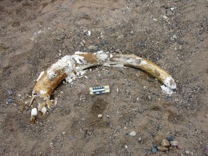Glad You Asked - Find A Fossil