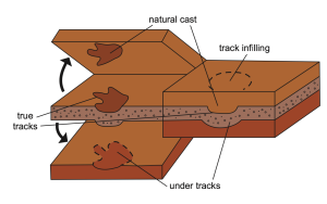 A drawing diagram of track types showing true tracks "innies" and natural casts "outies."