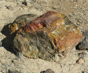 Glad You Asked - Find A Fossil