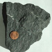 Large grey peloidal phosphorite sample, with penny for scale, which covers a small area of the sample.