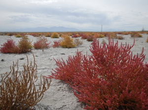 Photo of a red swampfire plant in a desert location.