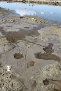 Sand boils (eruptions of liquefied sand) formed along the Bear River during the April 15, 2010, Randolph earthquake. Scale card is about 6.5 inches long.