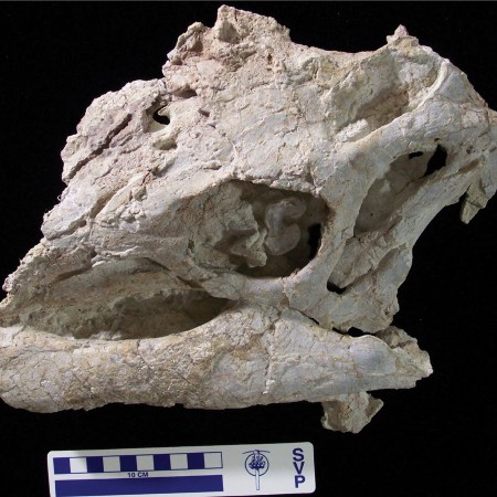 The Thumb-Spiked Iguanodontians - Dinosaurian Cows of the Early ...
