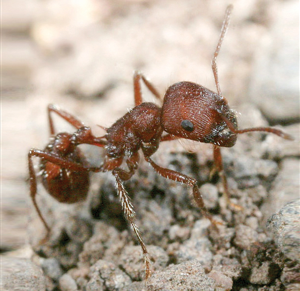 Mythic Bestiary - Indian Gold-digging Ant by Boverisuchus on