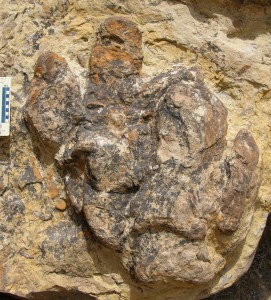 A double track of hadrosaur (plant-eating duck-billed dinosaur) footprints preserved as natural casts in an Iron Springs Formation boulder along the trail at the Parowan Gap Dinosaur Track Site. Scale bar on left is 6.5 inches long. Photographer: James Kirkland