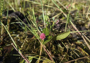 Photo of a water knotweed, a green plant with a pink flower.